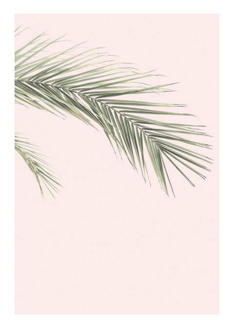 Palm leaf in pink plakat No2