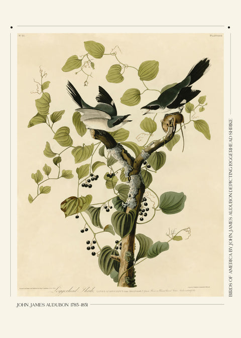 Loggerhead shrike - John James Audubon vintage leksikon plakat