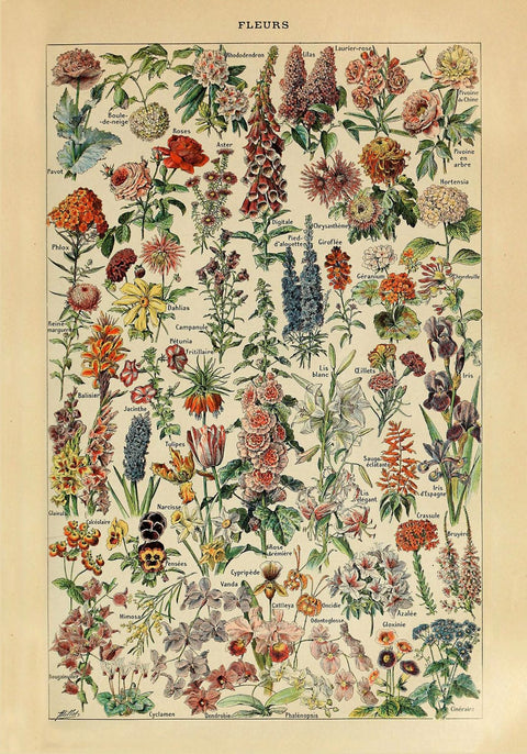 Blomster - Adolphe Millot Plakat