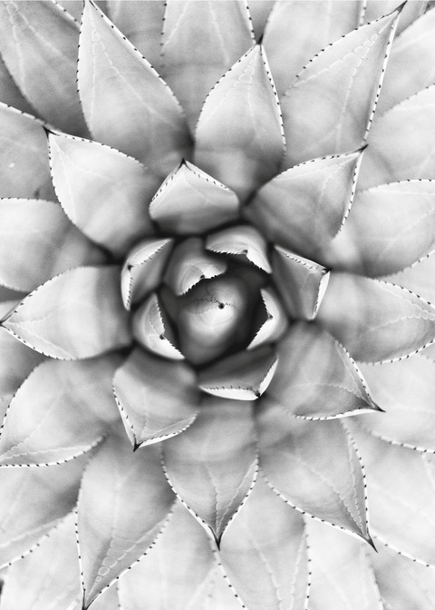 Black and white succulent plakat