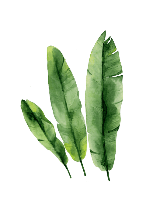 Banana leaves plakat