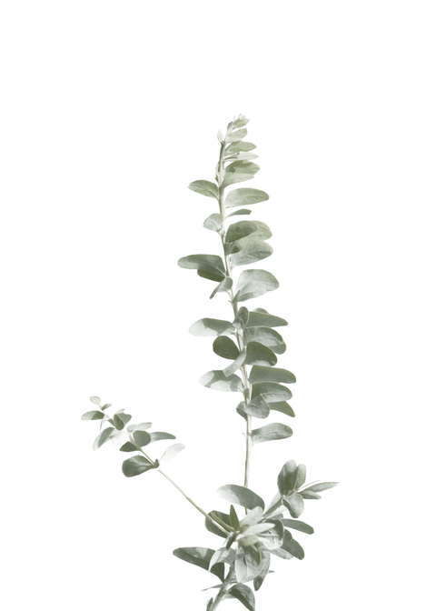 Eukalyptus plakat No1