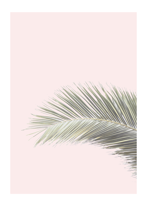 Palm leaf in pink plakat