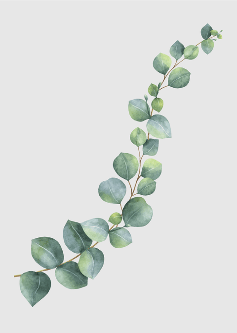 Eukalyptus plakat No3