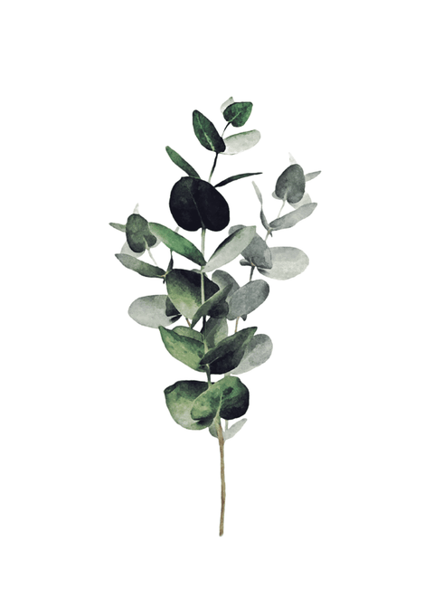 Eucalyptus leaves plakat