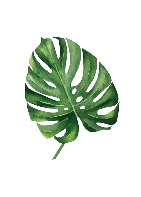 Monstera blad Nr. 2 plakat