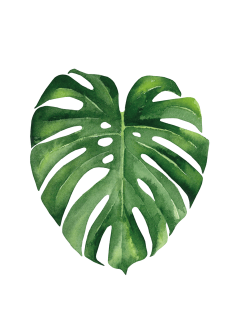 Monstera blad plakat