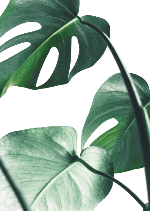 Fingerphilodendron plakat