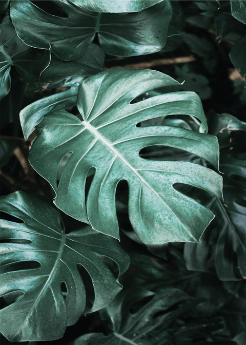 Monstera Deliciosa plakat