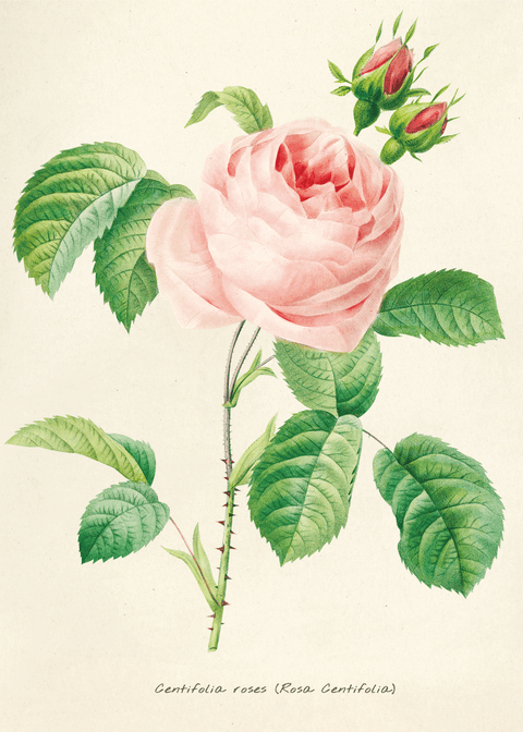 Retro rose plakat