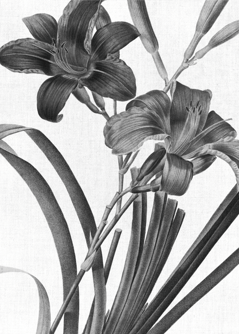 Black lilies plakat