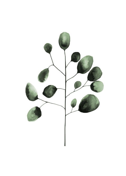 Eukalyptus plakat No4