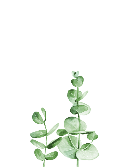 Eukalyptus plakat No5