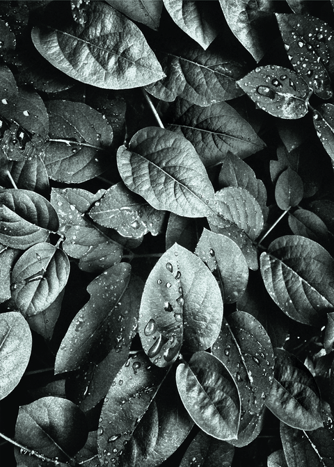 Rainy leaves plakat