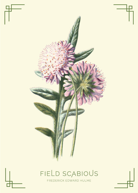 Field Scabious- Frederick Edward Hulme retro naturplakater