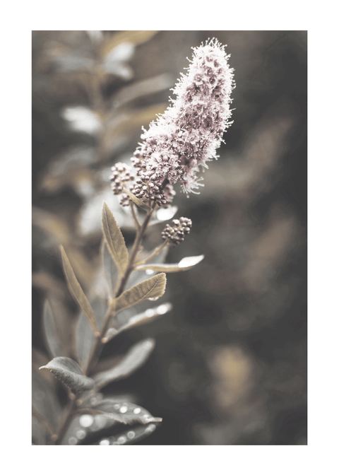 Lyserød spirea - plakat