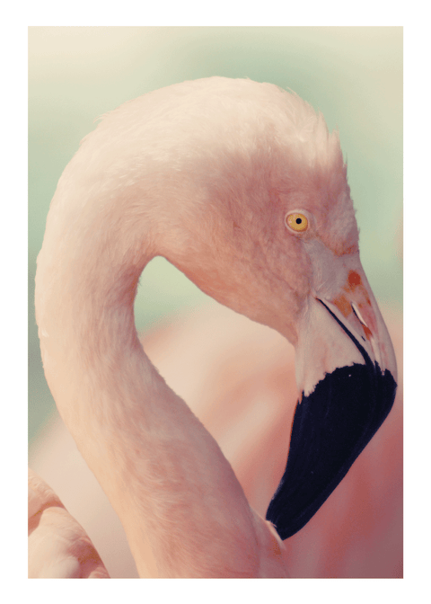 Soft flamingo plakat