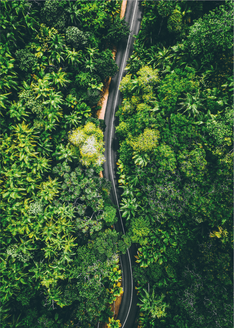 Jungle roadtrip - Airpixels plakat