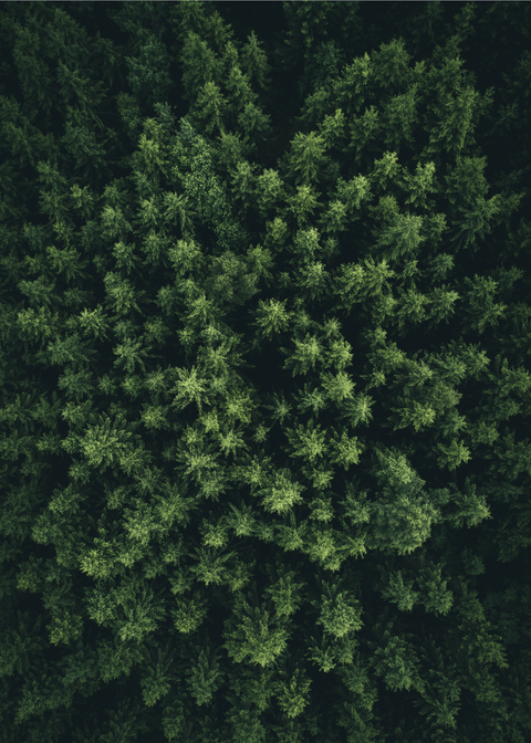 Green forrest - Airpixels plakat