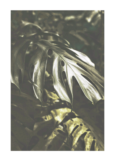 Tropical monstera - plakat