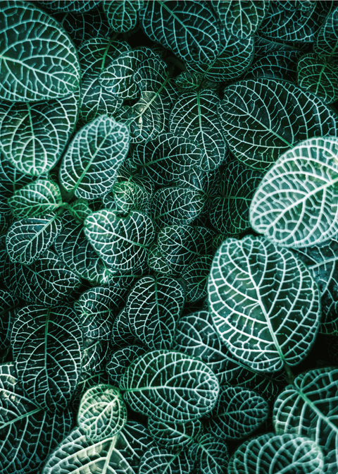 Fittonia plante plakat