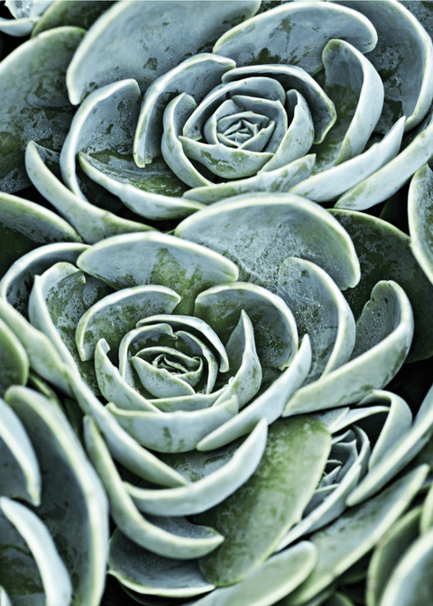 Green succulent plakat