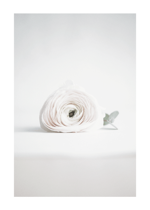 Soft rose - plakat