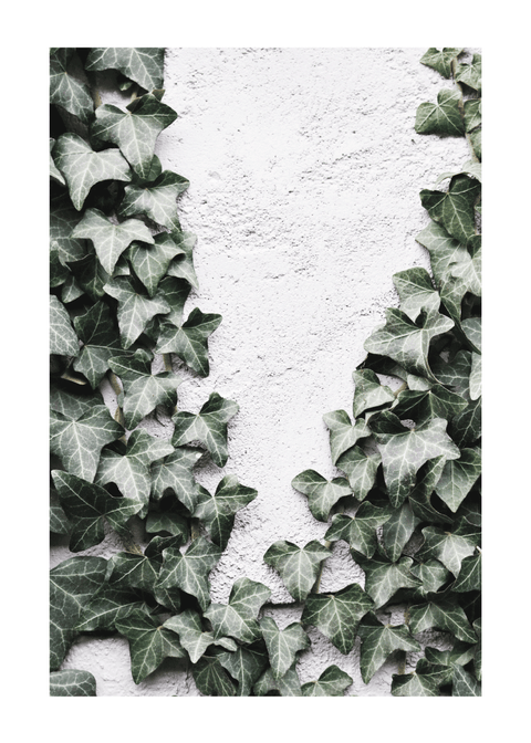 Growing Ivy - plakat