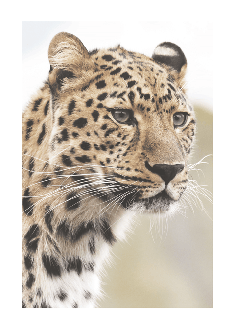 Leopard - plakat