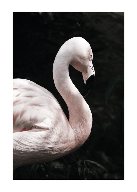 Flamingo - plakat