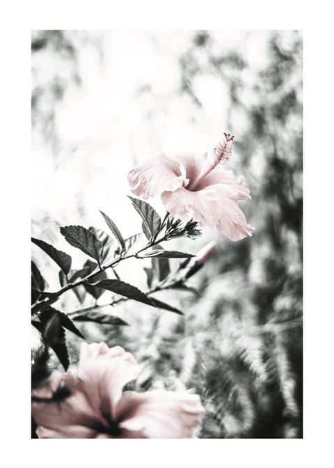 Hibiscus flower - plakat