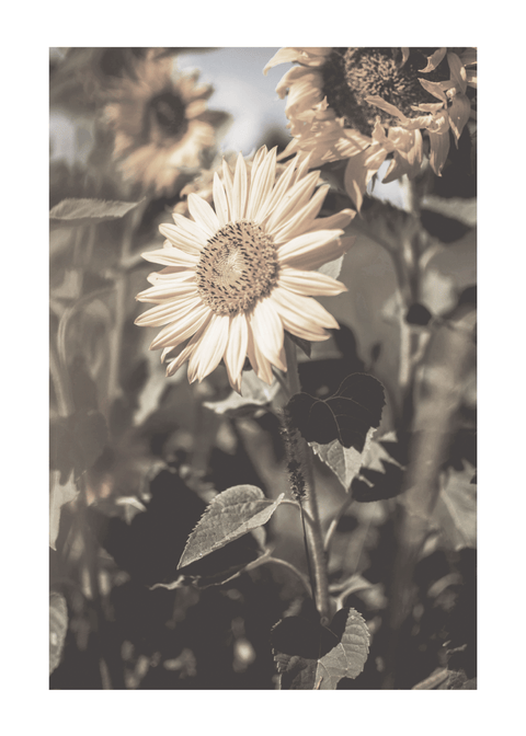 The sunflower - plakat