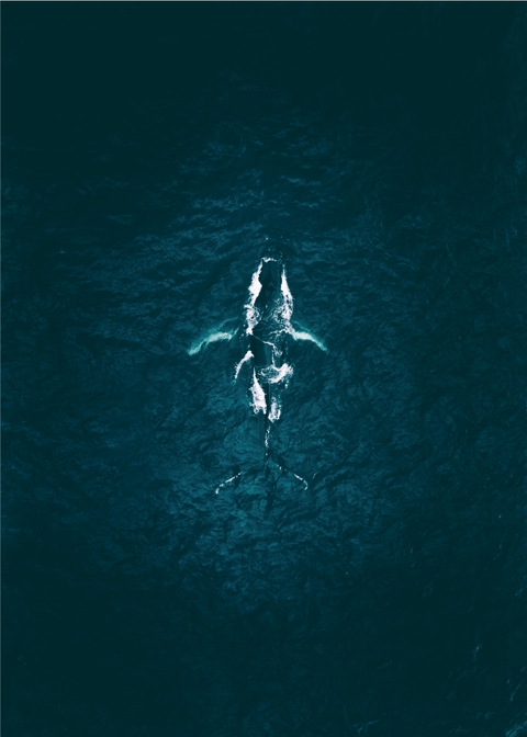 whale - Airpixels plakat