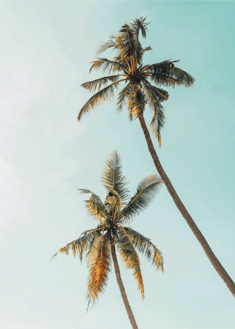 Two palm trees plakat