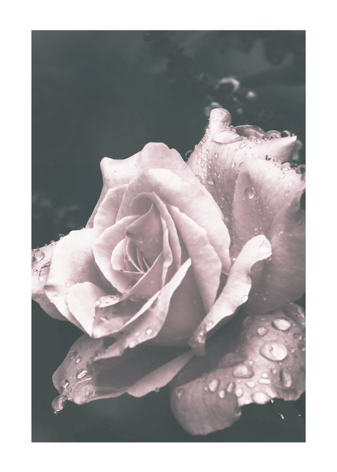 Crying rose - plakat