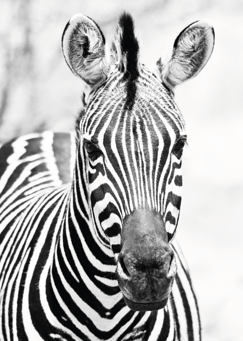 Zebra nr. 2 - plakat