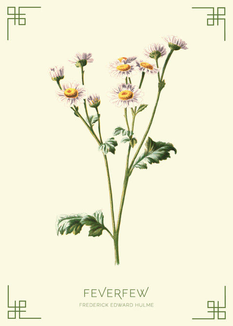 Feverfew - Frederick Edward Hulme retro naturplakater