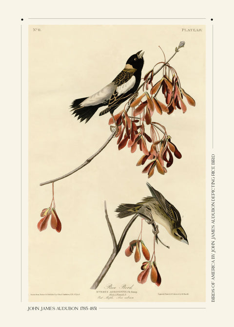 Rice bird - John James Audubon vintage leksikon plakat