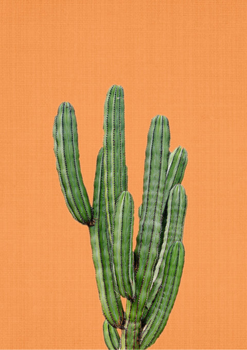 Lola Peacock - Orange Cactus