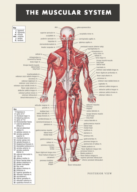 Muskel plakat - Anatomi plakat
