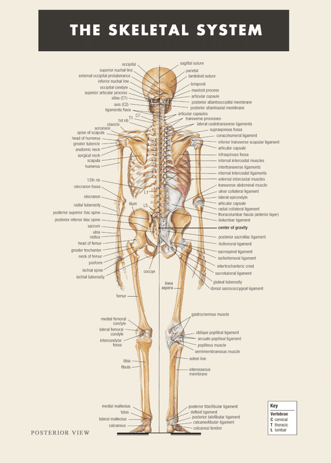 Skelet - Anatomi plakat
