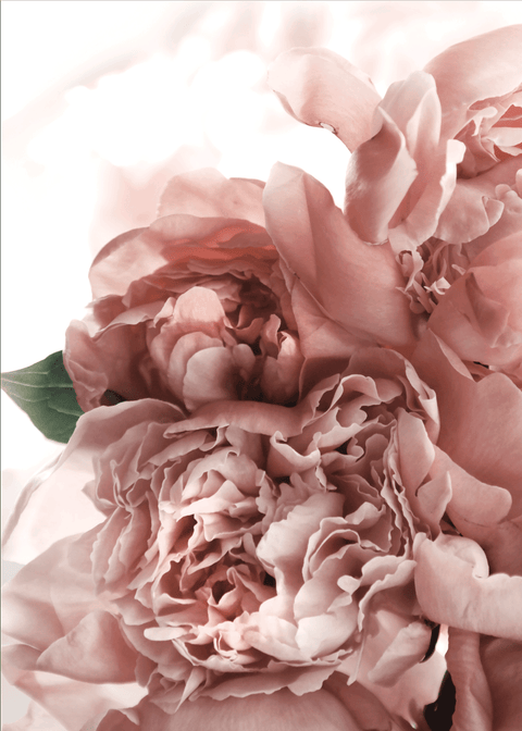 Soft peonies plakat