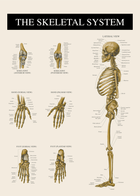 Skelettet fra siden - Anatomi plakat