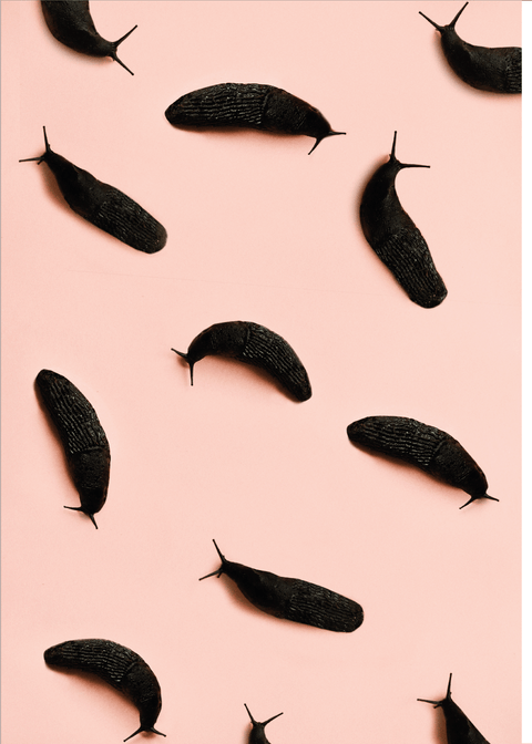 Black slugs - Moderne kunst plakater