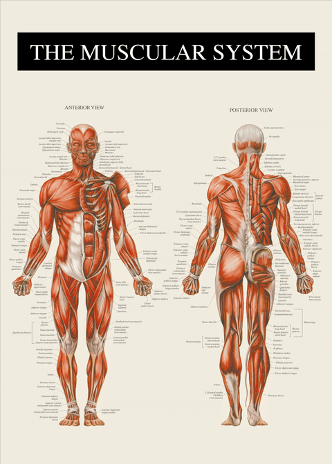 Muskulatur - Anatomi plakat