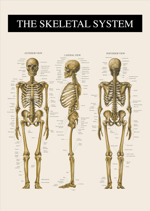 Skelettet - Anatomi plakat