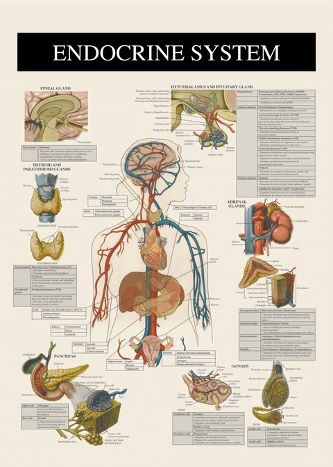 Det endokrine system - Anatomi plakat