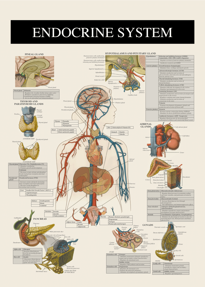 Det endokrine system - Anatomi plakat – Citatplakat