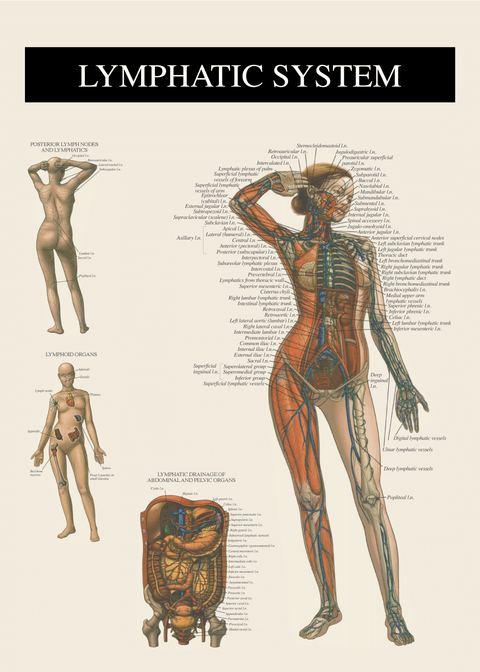 Lymfesystemet - Anatomi plakat