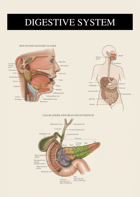 Fordøjelsessystemet 2 - Anatomi plakat